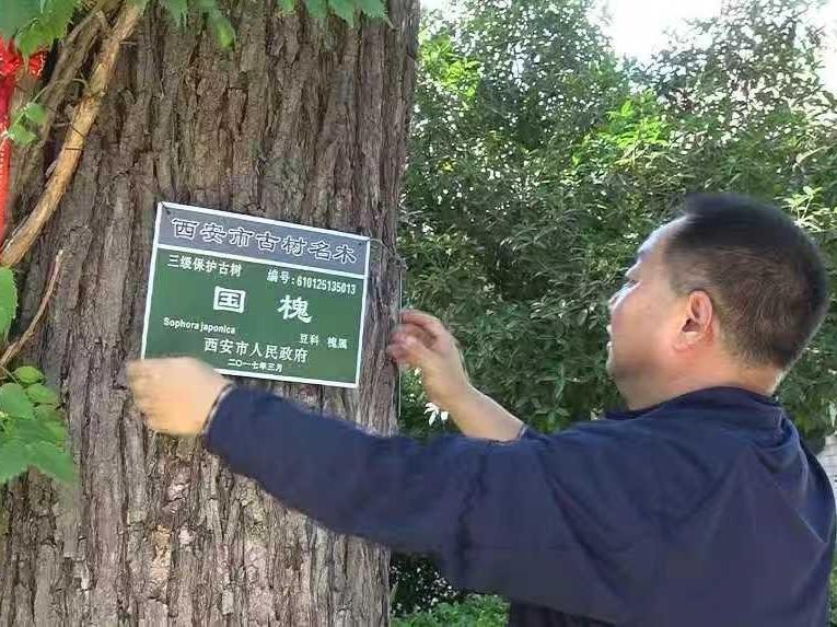 鄠邑区多措并举守护古树名木，让绿色“活化石”焕发新生