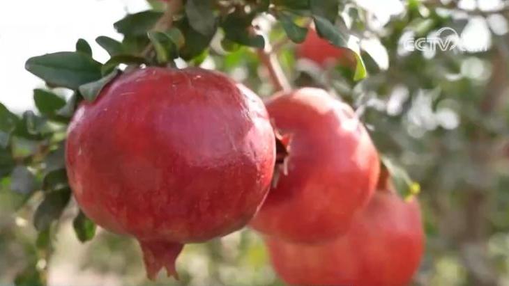 希望的田野迎来丰收季 五彩果蔬描绘乡村振兴新画卷