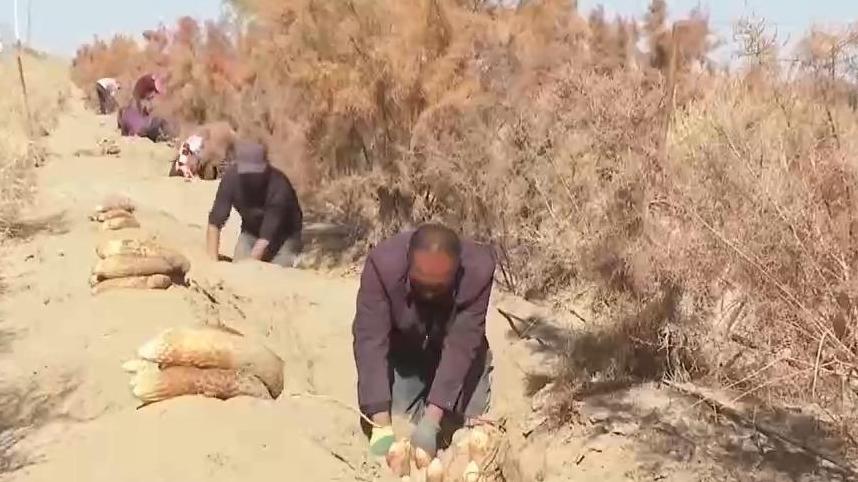视频丨新疆肉苁蓉进入采收季 沙产业让沙漠化身“致富田”