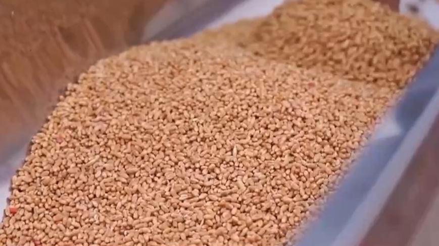 视频丨全国秋粮收获已过八成半 冬小麦播种加快推进