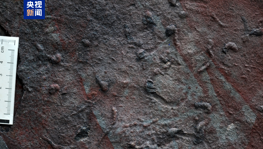 科学家发现迄今最古老的复杂三维潜穴系统