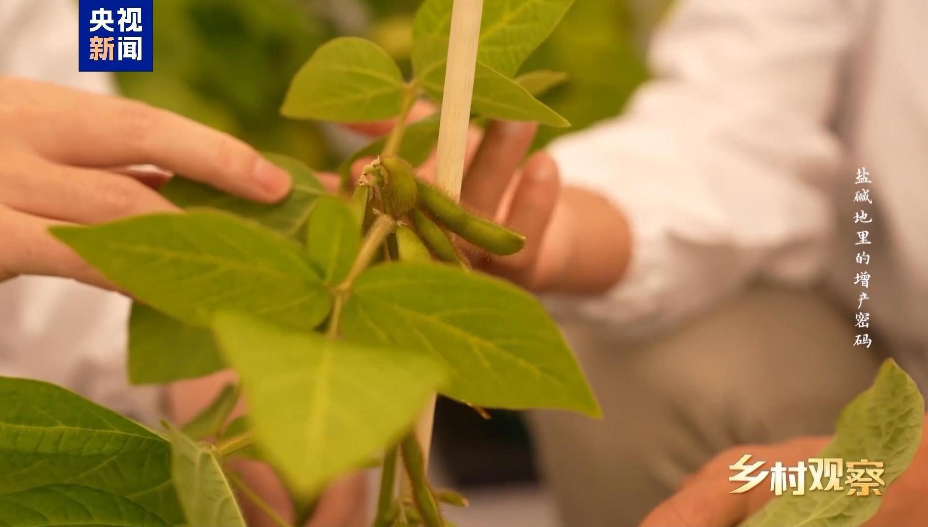 视频丨不毛之地→沃野粮仓 解锁盐碱地里的增产密码