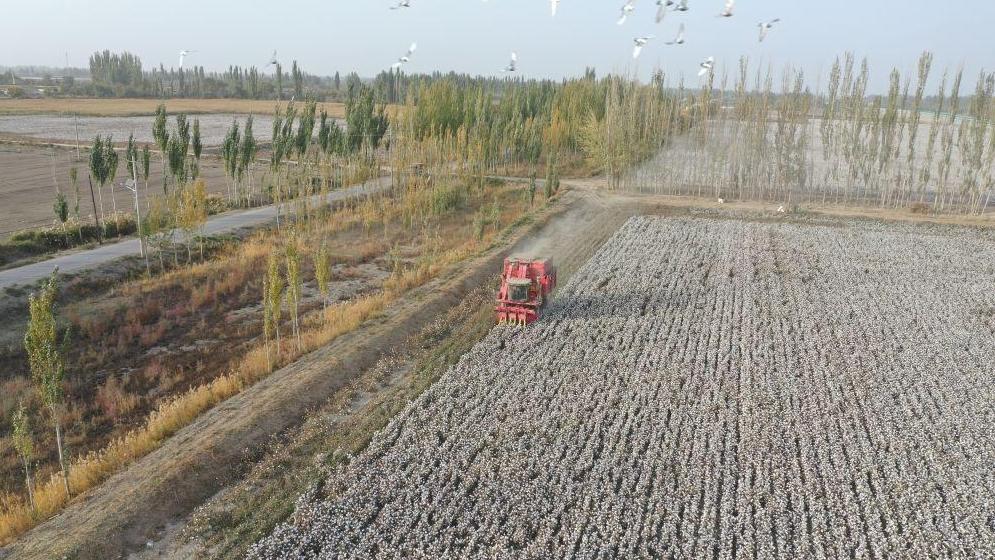 科技赋能丰收——新疆棉花采收一线见闻