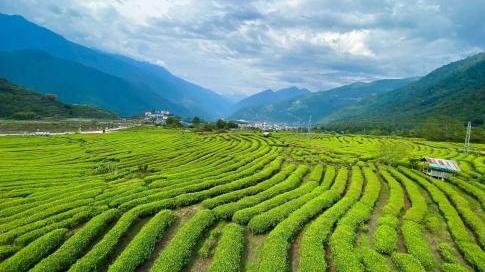 茶香漫峡谷 绿叶变“金叶”——西藏墨脱采茶人劳务品牌的2025年答卷