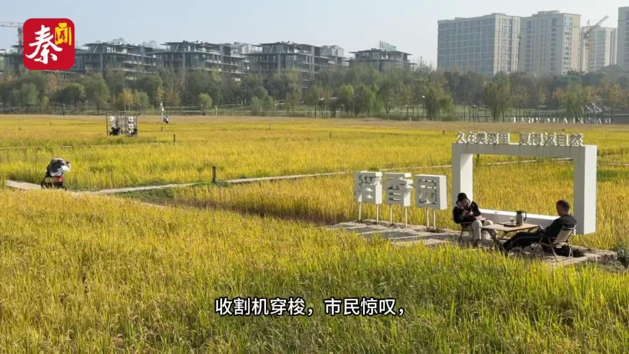看！都市里的金色稻浪