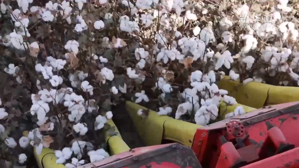 新疆：机械化为棉田生产赋能