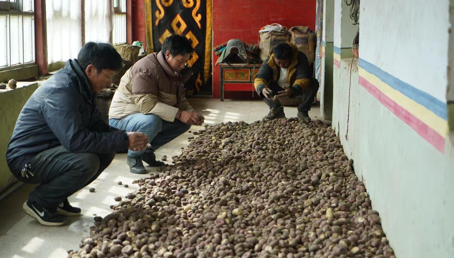 土特产也能引领新“食”尚！且看高原芫根变身共富“元宝”