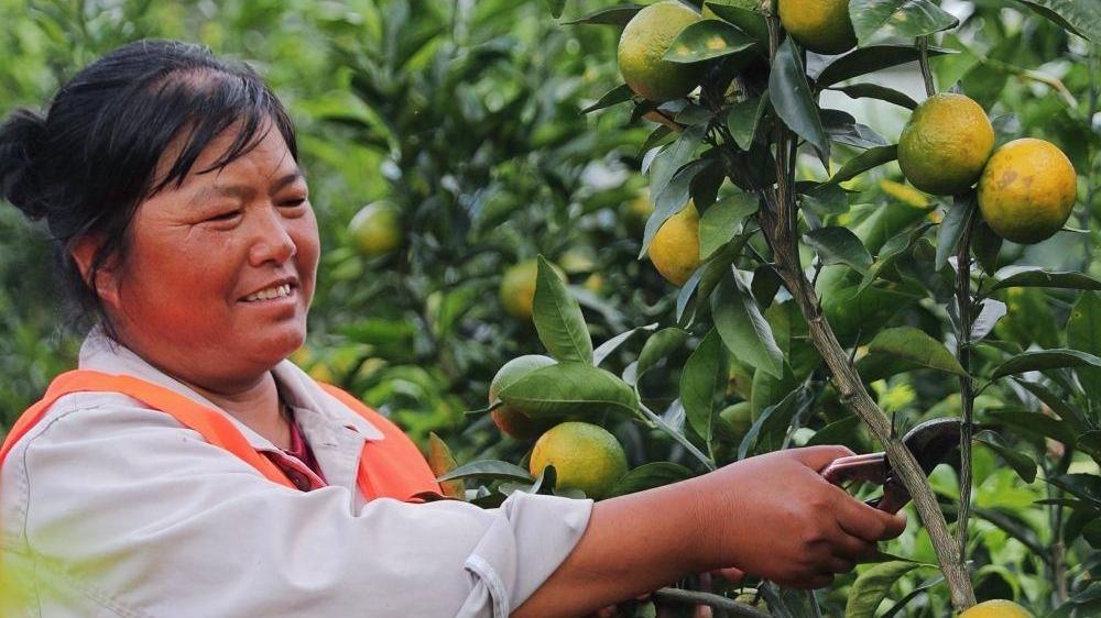 四中全会精神在基层丨这座宝藏车站让山乡居民搭上“幸福快车”