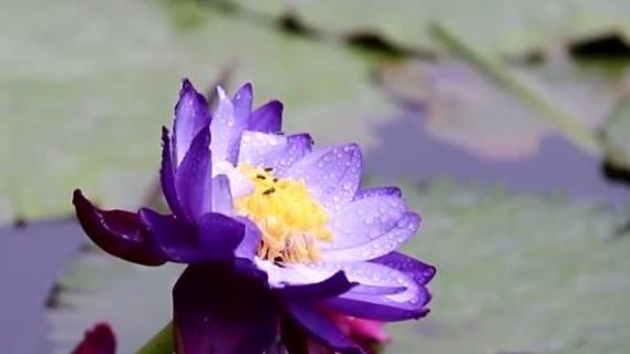 “秋日经济”活力满满 “赏秋+”催动文旅消费“热”力四射