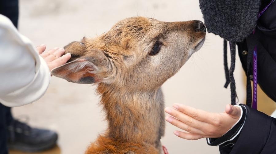 【牢记嘱托 共建美丽新西藏】娘蒲乡样本：一只梅花鹿“驮”起的乡村振兴链