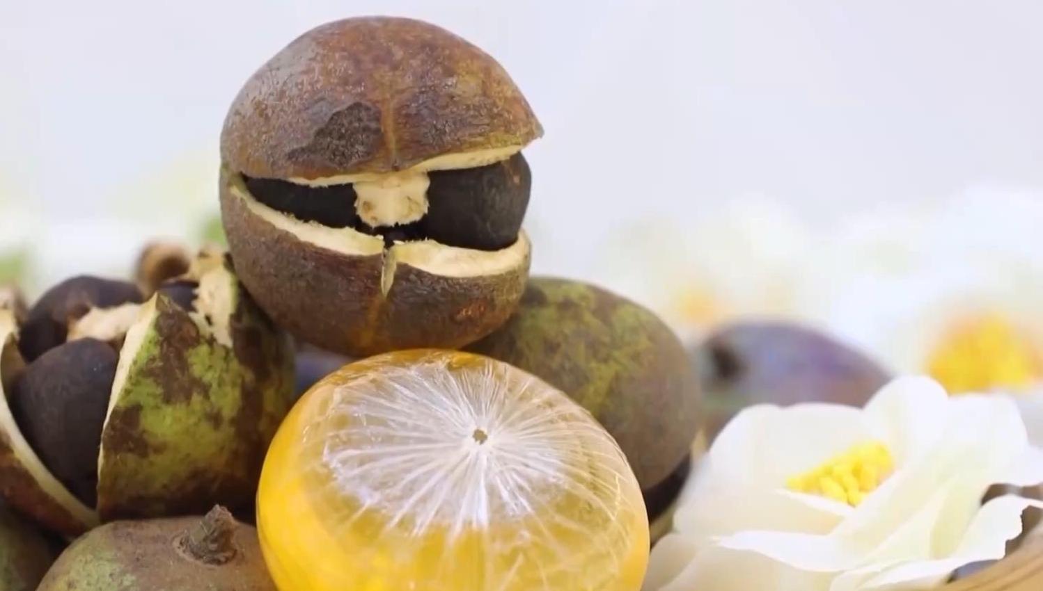 视频丨浑身是宝！一颗油茶果如何“榨”出近千亿绿色产值？