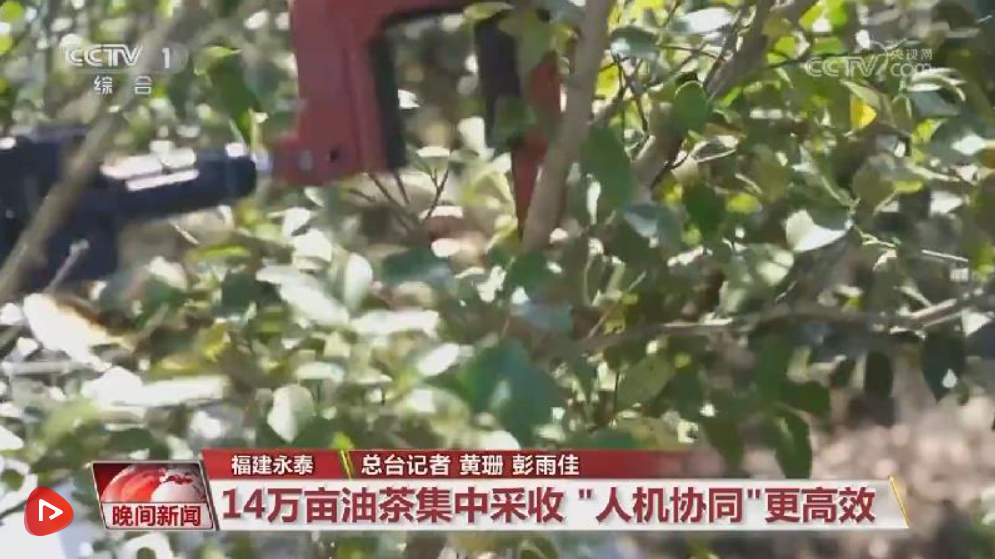 瓜果飘香好“丰”景 特色产业绘就乡村振兴“繁荣图”