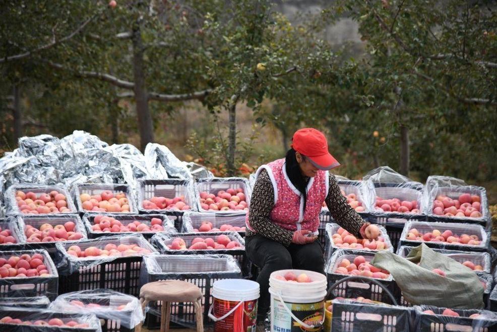陕西榆林：发展苹果产业“造绿生金”