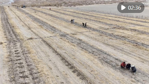 新疆且末县：50万株苗木筑牢沙漠绿色屏障