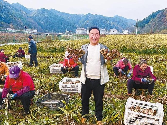 洛南：生姜變身“金疙瘩”
