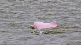 “喜洋洋”“乐融融”本尊现身！中华白海豚畅游港珠澳大桥为十五运会助阵