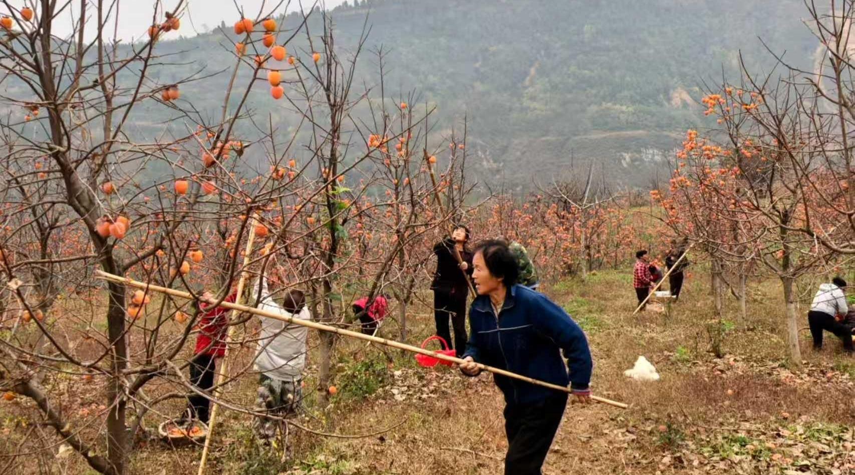 臨潼區門巖村：小山村釋放振興新動能