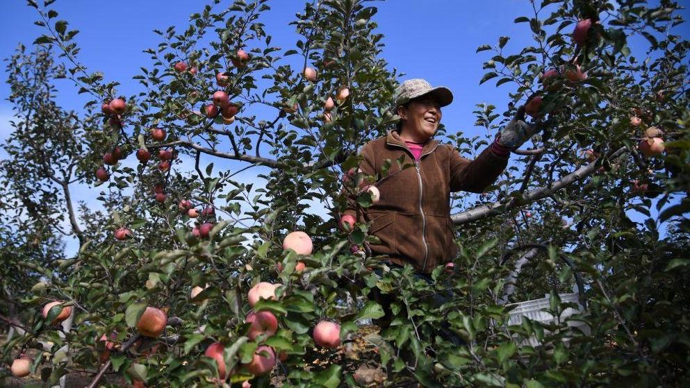 陕西：苹果种植带抵达毛乌素