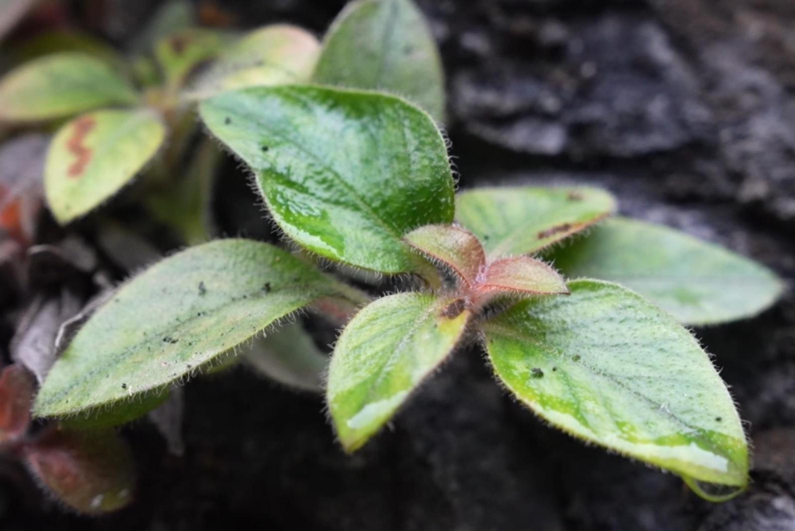 湖南首次发现！极危植物“红头索”长这样→