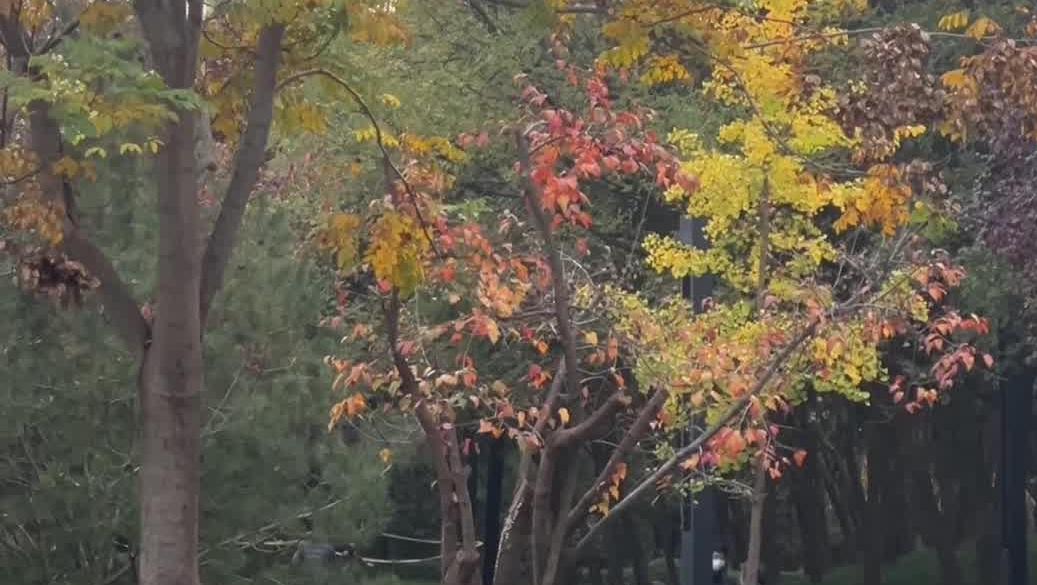 家门口的“口袋公园”日记：社区边角地的生活变奏