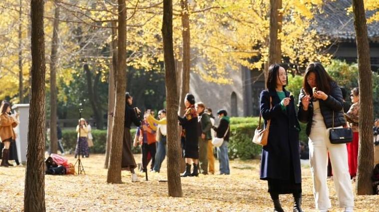 银杏披“金” 市民游客乐享初冬时光