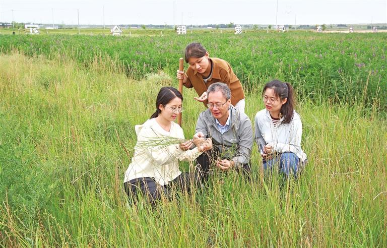 “以禾带豆”，盐碱沙地苜蓿旺