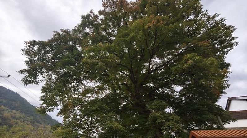 行走传统村落丨木槌起落间，榨出古村新滋味