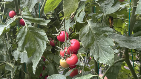 印台区：特色种植结硕果 家庭农场绘就乡村振兴新图景