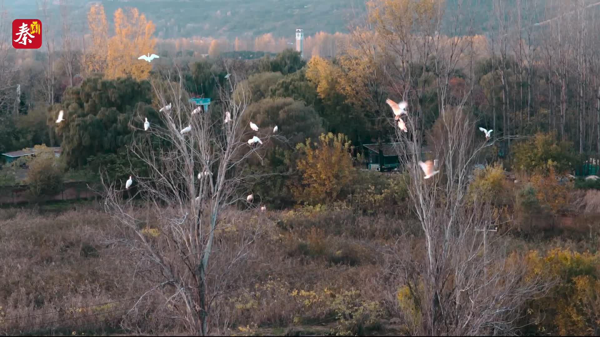 眉县首次大规模发现朱鹮  单日最高观测23只