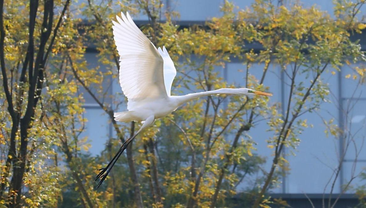 高新三期白鹭翩跹