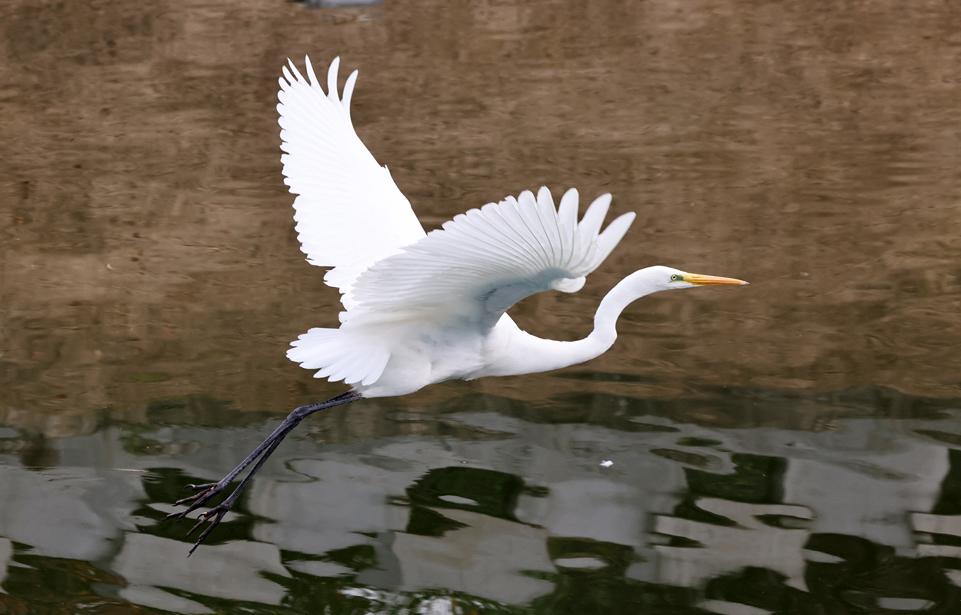 护城河迎来“回家”过冬的“老熟人”——白鹭