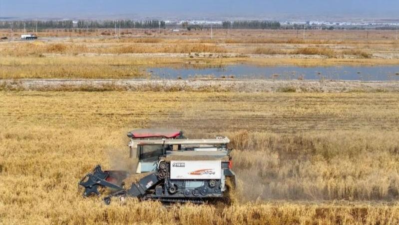 改土选种四年攻关 南疆这片盐碱地“海水稻”丰收了