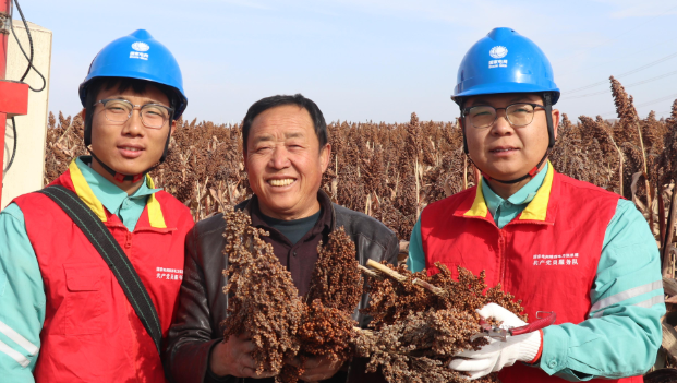 红高粱铺就丰收景 电力赋能好“丰”光