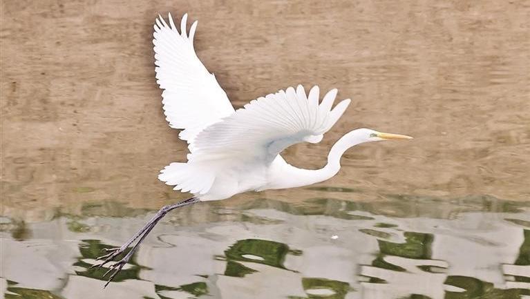 护城河上白鹭飞