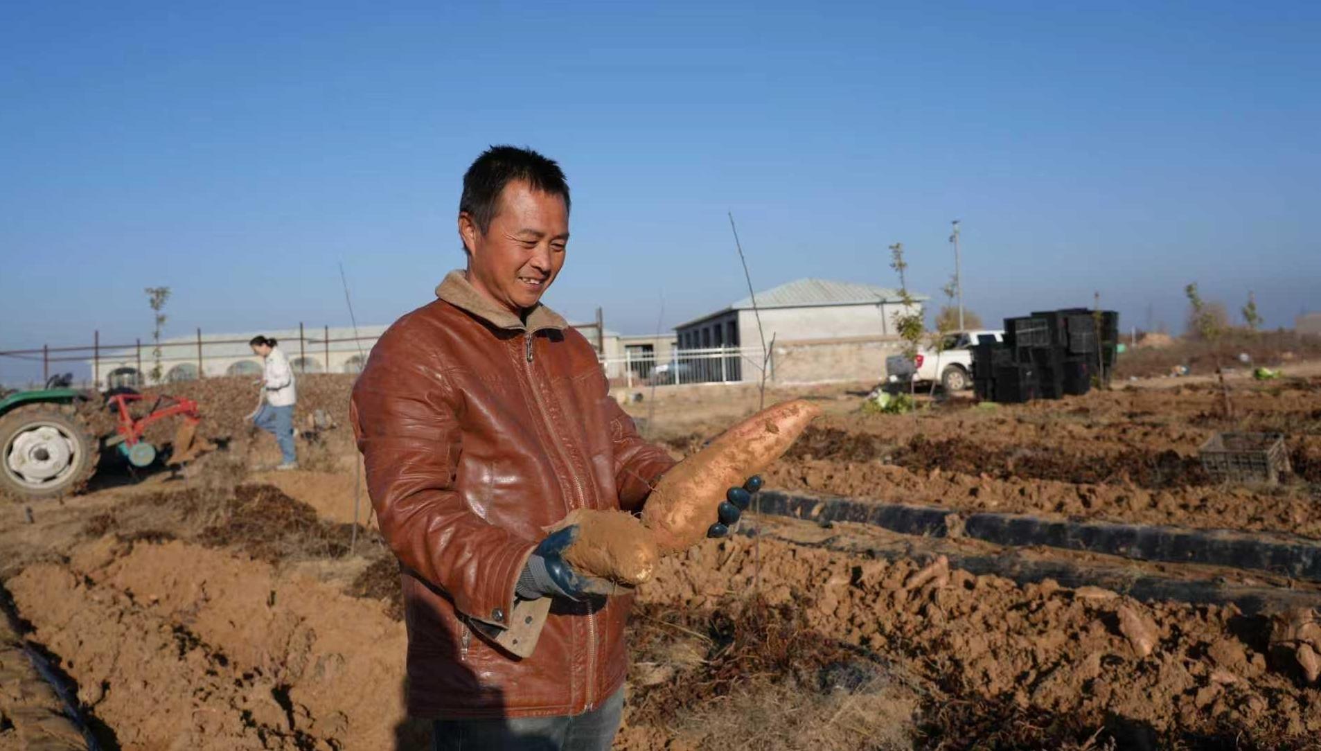 甜过蜜糖！靖边沙壤红薯撑起乡村振兴“钱袋子”