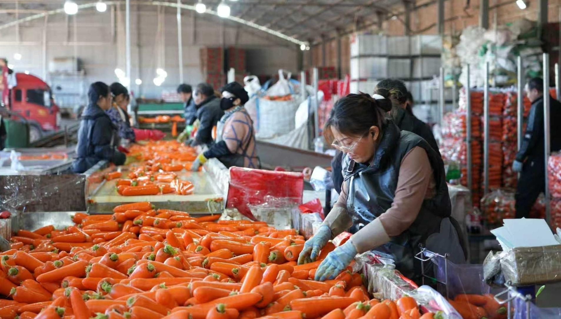 科技赋能+订单护航 靖边10万亩胡萝卜喜获丰收