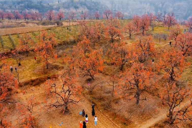 陕西彬州：霜染柿红迎客来
