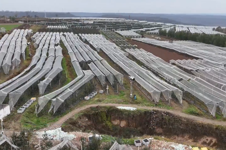 陕西长武：苹果红 公路畅 产业旺