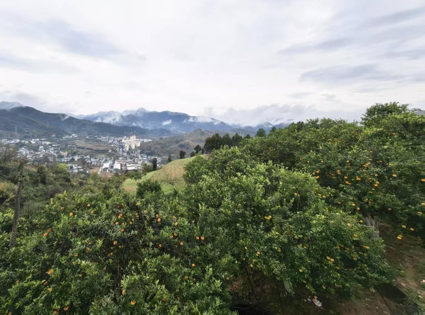 旬阳市吕河镇冬青树村：小庭院大作为