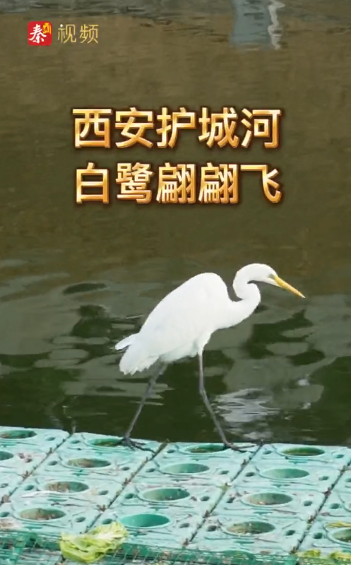西安護(hù)城河白鷺翩翩飛