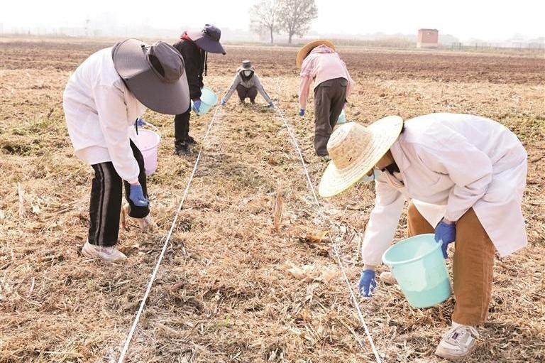 181家“小院”让科技在田间绽放