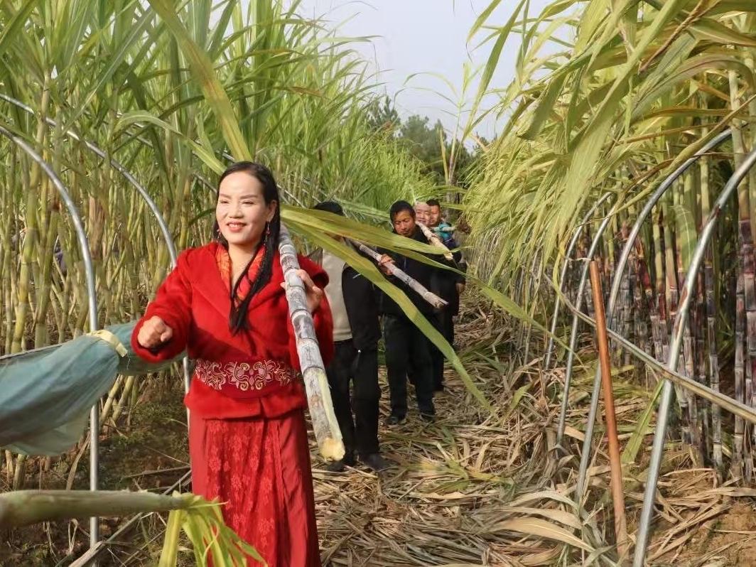 洛南：“南蔗北种”带来别样甜