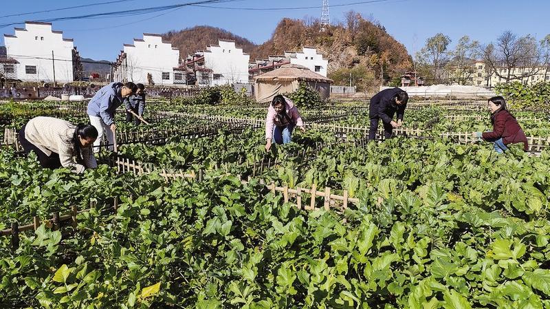 洛南县麻坪街村“共享菜园”上线—— 河滩荒地变身都市人的“云端菜园”