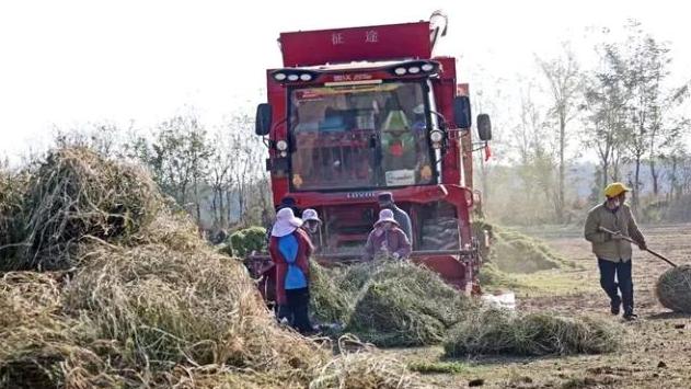 大荔沙苑子丰收上市 带动农户增收