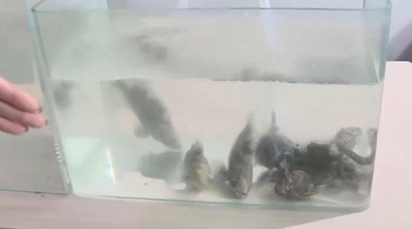 视频丨沙漠里如何养海鲜？解锁塔克拉玛干沙漠的水产养殖密码