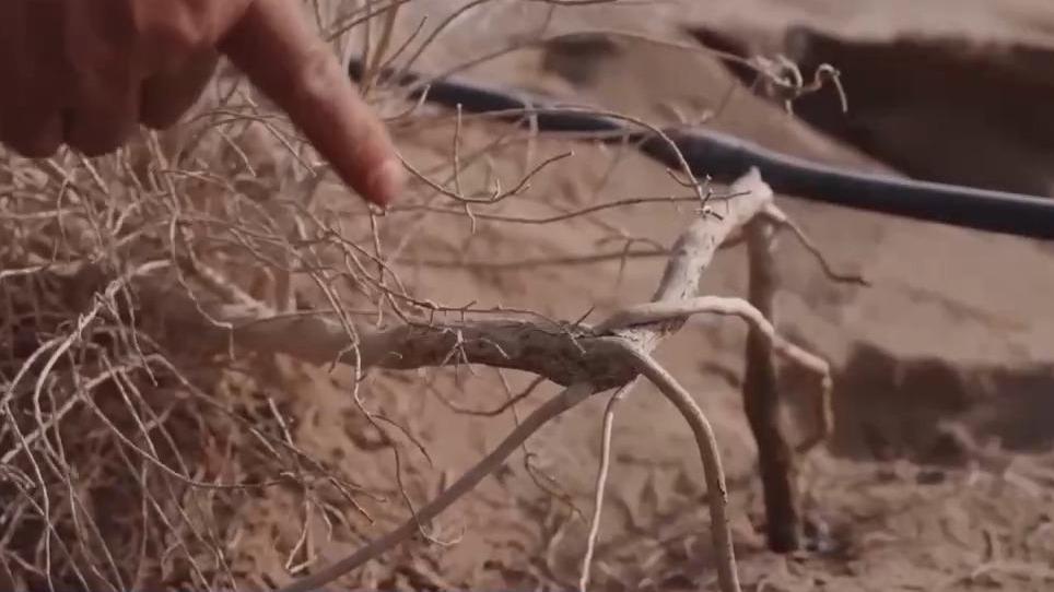 视频丨从“死亡之海”到“水产绿洲” 解锁新疆“点沙成金”的密码→