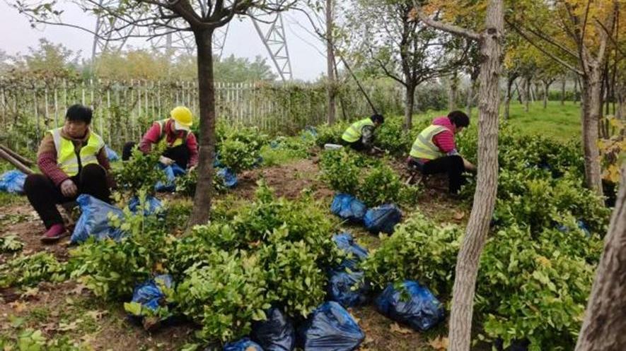 消除枯枝隐患 补栽街头新绿 西安城管让冬日城市更宜居