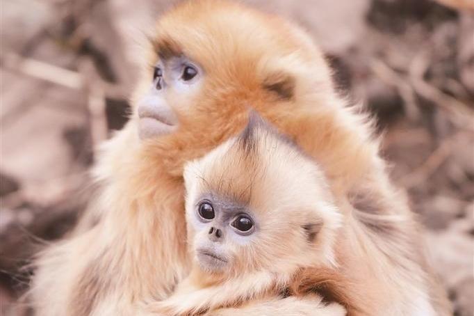 “猴丁兴旺”！秦岭川金丝猴种群稳定增长