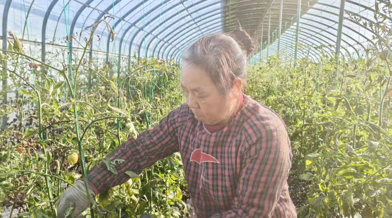 洛南放心蔬菜從增產(chǎn)向提質(zhì)轉(zhuǎn)變