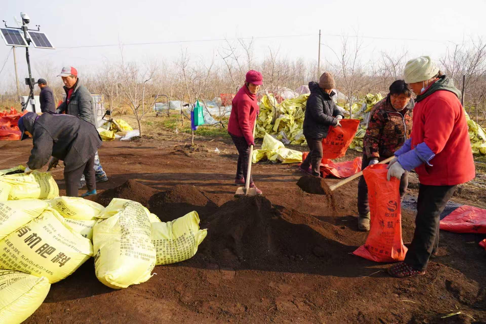 冬日石榴管護(hù)忙